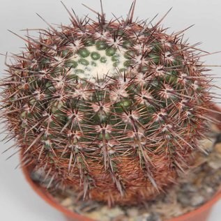 Notocactus notabilis v. Gf 917