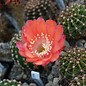 Echinopsis-Hybr. Bacarole Schick Hybride