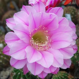 Echinopsis-Hybr. Bel Canto Schick Hybride