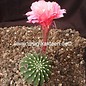 Echinopsis-Hybr. Bolero  Rheingold 268