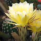 Echinopsis-Hybr. Burkina Faso