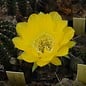 Echinopsis-Hybr. Canary Serie 323