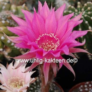 Echinopsis-Hybr. Cinderella  Rheingold 247