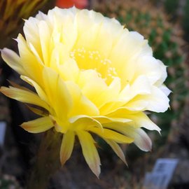 Echinopsis-Hybr. Coquette Schick Hybride