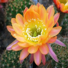 Echinopsis-Hybr. Daydream Schick Hybride