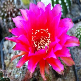 Echinopsis-Hybr. Dragon Lady Schick Hybride