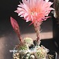 Echinopsis-Hybr. Fair Lady  Rheingold 277