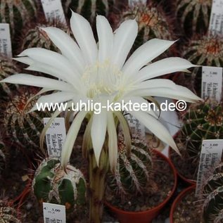 Echinopsis-Hybr. Haku-jo