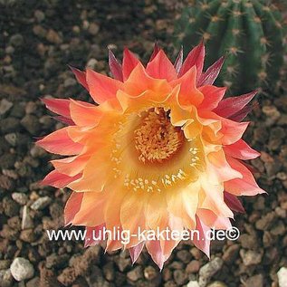 Echinopsis-Hybr. Herz Dame  Rheingold 244