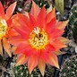 Echinopsis-Hybr. `Herz von Schleiff`