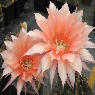 Echinopsis-Hybr. Isabelle  Rheingold 208