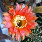 Echinopsis-Hybr. Mary Patrizia (B)  Blüte innen orange, außen rosa / orange-pink