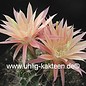 Echinopsis-Hybr. Morgenrot  Uebelm. 3206