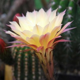 Echinopsis-Hybr. Sarah Schick Hybride