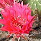 Echinopsis-Hybr. Serenade  Rheingold 235