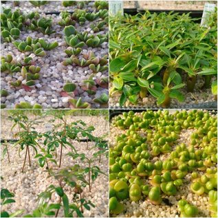 Seed Mix altre succulente speciali