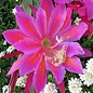 Epiphyllum-Hybr. California Dream