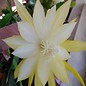 Epiphyllum-Hybr. Berzona