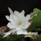 Epiphyllum-Hybr. Elfenbein