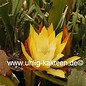 Epiphyllum-Hybr. Hum Dinger