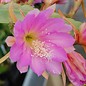 Epiphyllum-Hybr. Irena Paetz