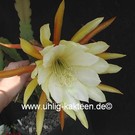 Epiphyllum-Hybr. King Ransom