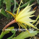 Epiphyllum-Hybr. Lotto