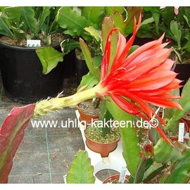 Epiphyllum-Hybr. Luzie Paetz