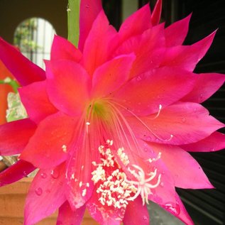 Epiphyllum-Hybr. Maja Büchi