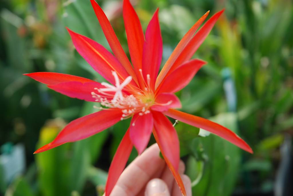 Epiphyllum-Hybr. Natascha Paetz Nicole Paetz x Disoc. Lau 1263 - Uhlig ...