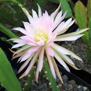 Epiphyllum-Hybr. Tassel