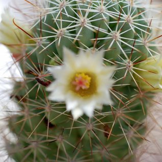 Mammillaria armillata   Isla Cerralvo