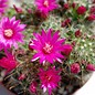 Mammillaria crinita  cv. rubriflora