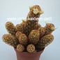 Mammillaria elongata  cv. `Rufocrocea`