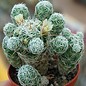 Mammillaria gracilis