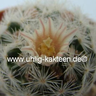 Mammillaria magallanii