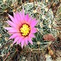 Mammillaria meridiorosei