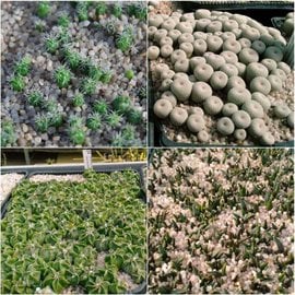 Seed Mix Cactus Special (seeds)