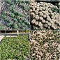 Seed mix cacti special (seeds)