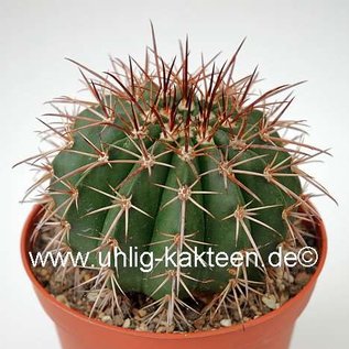 Melocactus conoideus      CITES, not outside EU