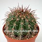 Melocactus conoideus      CITES, not outside EU