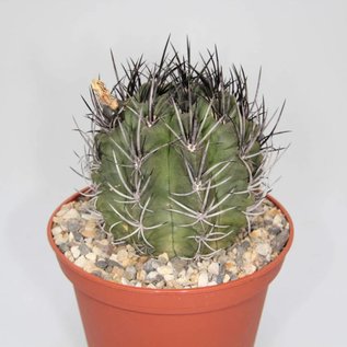 Neochilenia paucicostata   (syn. Pyrrhocactus paucicostatus)