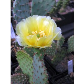 Opuntia basilaris v. aurea      (dw)