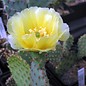 Opuntia basilaris v. aurea      (dw)