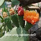 Opuntia ficus-indica XL