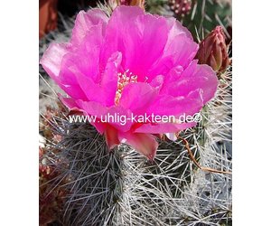 Opuntia Ursina Cv Violaciflora St George Utah Dw Uhlig Kakteen More Than 5 000 Different Species