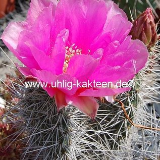 Opuntia erinacea v. ursina  St. George, Utah    (dw)