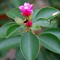 Pereskia stenantha