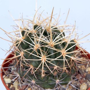 Pyrrhocactus spec. golddornig vermutlich spec. Ovalle prüfen