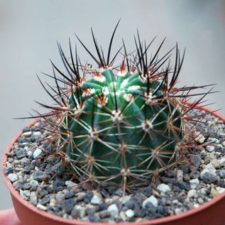 Echinocereus ferreirianus v. lindsayi     CITES, not outside EU